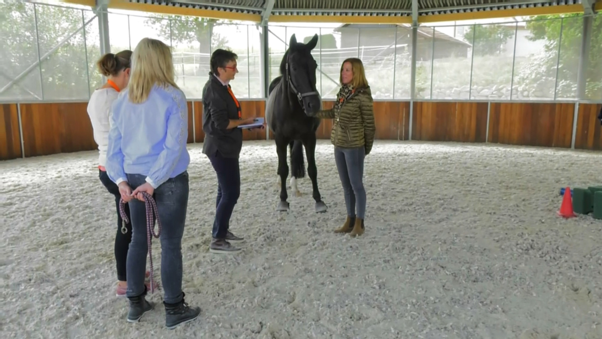 Pferdegestütztes Coaching bei Equess